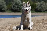 SIBERIAN HUSKY 638